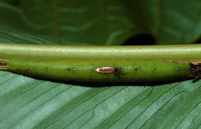 Figura 18. Dorsal entero <i>Caligo menus</i>, (Nymphalidae), en la planta <i>Calathea macrosepala</i> (Marantaceae). Sector Santa Rosa, Cafetal, (elevación 280 metros). Colectada 28 octubre 2002. (02-SRNP-32260-DHJ71364.jpg).