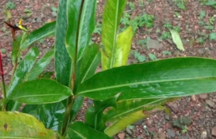 Figura 21. Hojas y flores <i>Heliconia latisphata</i>, (Heliconiaceae), hospedera de <i>Caligo menus[/I], (Nymphalidae).