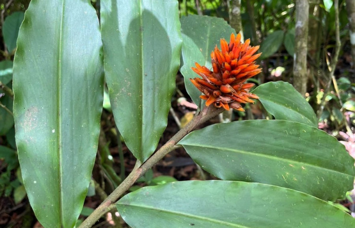 Figura 22. Hojas y flores <i>Renealmia Cernua</i>, (Zingiberaceae), hospedera de <i>Caligo menus[/I], (Nymphalidae).