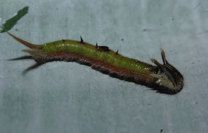 Figura 7. Lateral entero <i>Caligo menus</i>, (Nymphalidae), en la planta <i>Heliconia pogonantha</i> (Heliconiaceae). Sector Rincon Rain Forest, Sendero Río Niño, (elevación 64 metros). Colectada 4 marzo 2017. (17-SRNP-26348-DHJ731047.jpg).