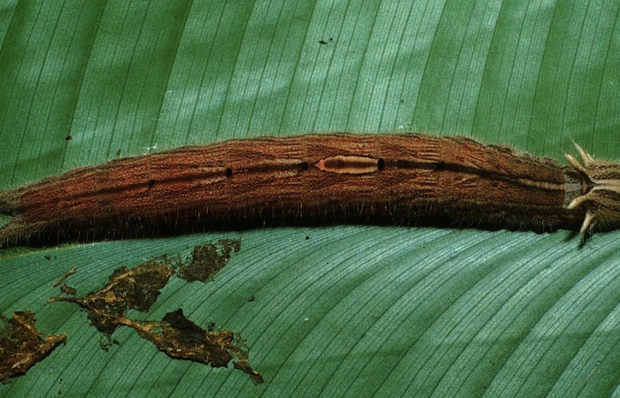 Figura 9. Dorsal entero <i>Caligo menus</i>, (Nymphalidae), en la planta <i>Heliconia latispatha</i> (Heliconiaceae). Sector Del Oro, Camino Mangos, (elevación 480 metros). Colectada 6 agosto 2003. (03-SRNP-18657-DHJ77106.jpg).