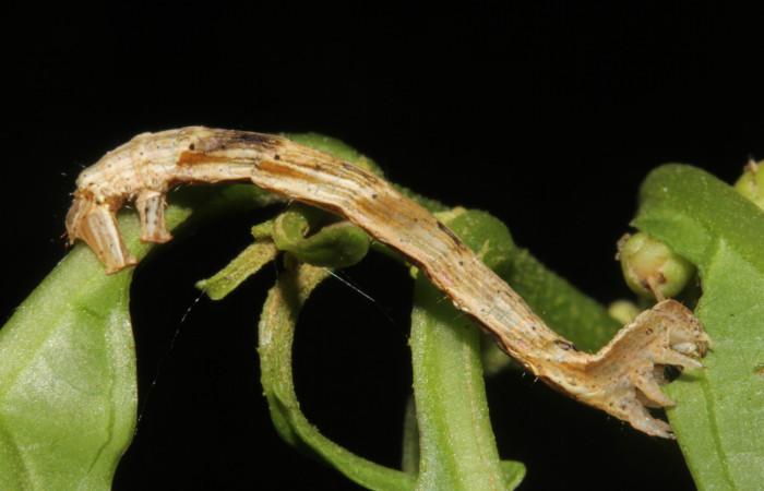 Figura 1. Larva <i>Pero tabitha</i> (Geometridae), color café, posición dorsal, último estadio, mide 40 mm aproximadamente. Planta hospedera <i>Ilex skutchii</i> (Cannabaceae). Voucher: 19-SRNP-40583-DHJ767595.jpg.