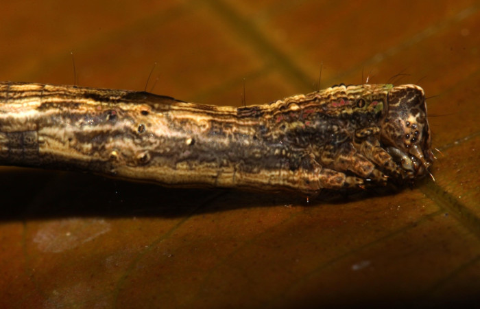 Figura 11. Larva <i>Pero</i> tabithaDHJ03 (Geometridae), color café, posición lateral l, último estadio, mide 38 mm aproximadamente. Planta hospedera <i>Celtis iguanaea</i> (Cannabaceae). Voucher: 13-SRNP-30611-DHJ700726.jpg.