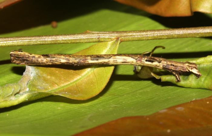 Figura 12. Larva <i>Pero</i> tabithaDHJ03 (Geometridae), color café, posición dorsal lateral, último estadio, mide 44 mm aproximadamente. Planta hospedera <i>Celtis iguanaea</i> (Cannabaceae). Voucher: 13-SRNP-30611-DHJ700729.jpg.