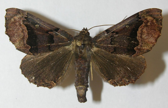 Figura 14. Adulto macho de <i>Pero</i> tabithaDHJ03 (Geometridae), color con café, posición dorsal, mide 43 mm aproximadamente. Voucher: 11-SRNP-30649-DHJ541374.