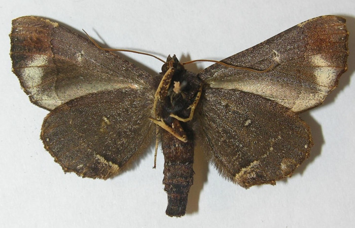 Figura 15. Adulto macho de <i>Pero</i> tabithaDHJ03 (Geometridae), color café, posición ventral, mide 43 mm aproximadamente. Voucher: 11-SRNP-30649-DHJ541375.