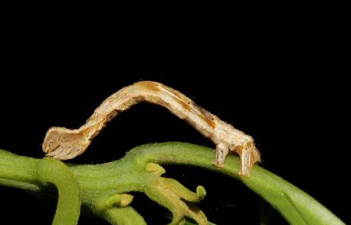 Figura 2. Larva <i>Pero tabitha</i> (Geometridae), color crema con manchas cafés, posición lateral, cuarto estadio, mide 30 mm aproximadamente. Planta hospedera <i>Cestrum racemosum</i> (Solanaceae). Voucher: 19-SRNP-40583-DHJ767589.jpg