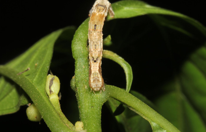 Figura 4. Larva <i>Pero tabitha</i> (Geometridae), color crema con manchas cafés, posición frontal, cuarto estadio, mide 30 mm aproximadamente. Planta hospedera <i>Cestrum racemosum</i> (Solanaceae). Voucher: 19-SRNP-40583-DHJ767590.jpg.