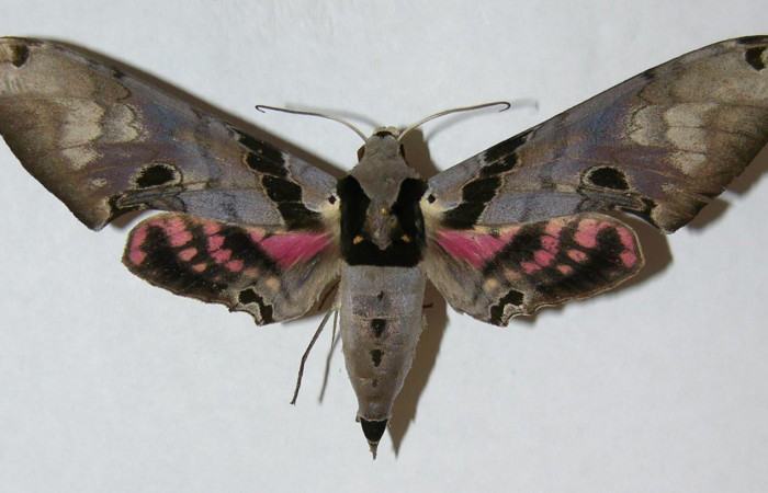 Fig. 01. Macho de <i>Adhemarius gannascus</i> (Sphingidae), vista dorsal, 108mm de longitud. Voucher: 06-SRNP-5798-DHJ347166.jpg.