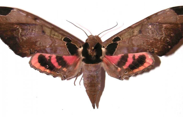 Fig. 03. Hembra de <i>Adhemarius ypsilon</i> (Sphingidae), vista dorsal, 123mm de longitud. Voucher: 02-SRNP-13571-DHJ35562.jpg.