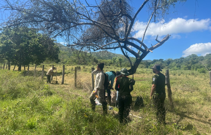 Mitigación de conflicto de felinos con humanos  Foto: Jossie Hernández