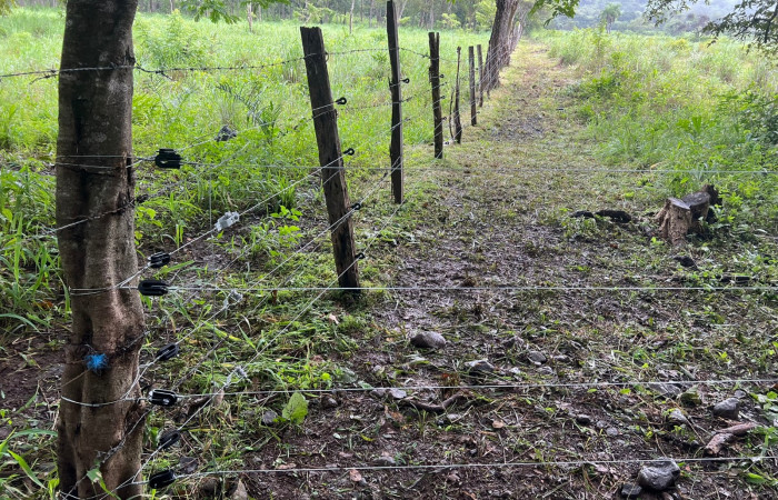 Mitigación de conflicto de felinos con humanos  Foto: Jossie Hernández