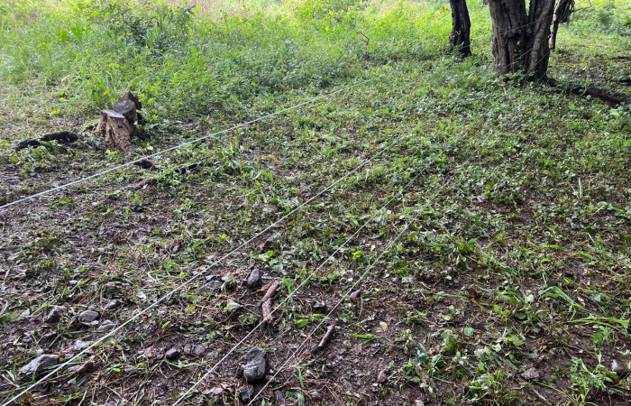 Mitigación de conflicto de felinos con humanos  Foto: Jossie Hernández