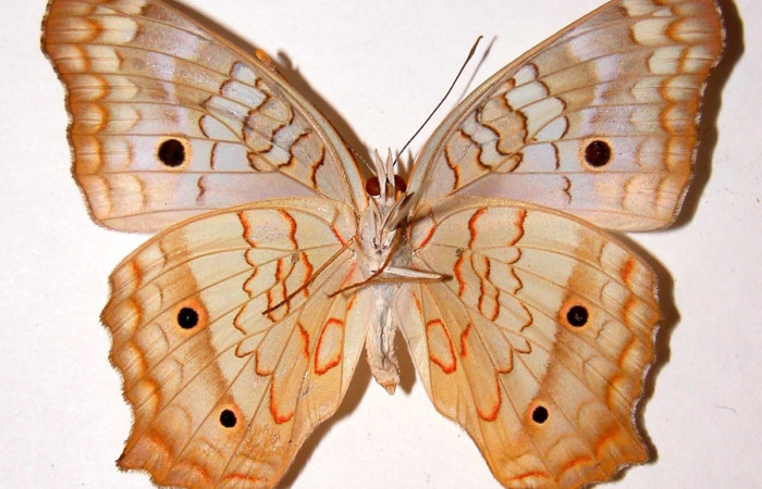 Fig. 1 Adulto <i>Anartia jatrophae</i> (Nymphalidae), vista dorsal mide 57mm. Quebrada  San Pancho, Sector Horizontes, 90 m. 97-SRNP-10097-DHJ34457.