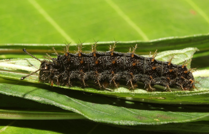 Fig. 5 Larva <i>Anartia fatima</i> (Nymphalidae), vista ventral mide 26mm. Bullas, Sector Pitilla, 440m. 19-SRNP-70551-DHJ750816.jpg.