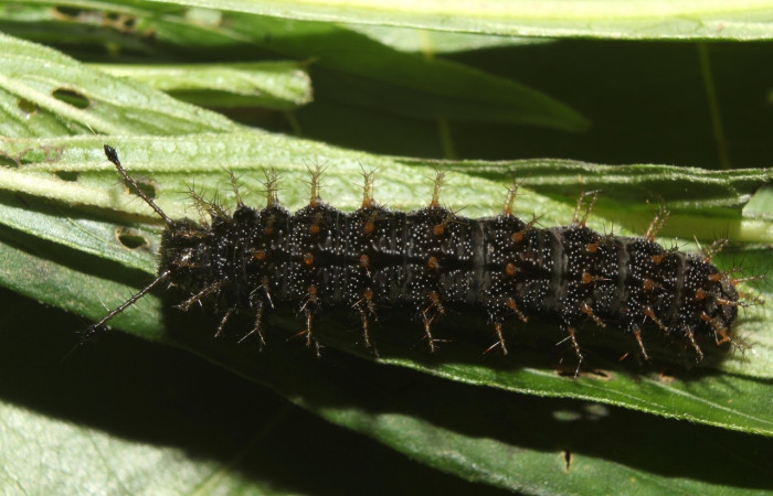 Fig. 6 Larva <i>Anartia fatima</i> (Nymphalidae), vista ventral mide 26mm. Bullas, Sector Pitilla, 440m. 19-SRNP-70551-DHJ750817.jpg.
