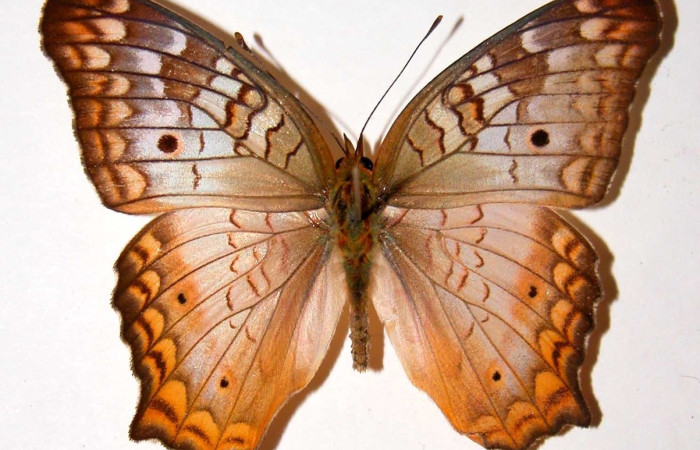 Fig. 8 Adulto <i>Anartia jatrophae</i> (Nymphalidae), vista ventral mide 57mm. Ojochal, Sector Santa Rosa, 97-SRNP-10103-DHJ39000.