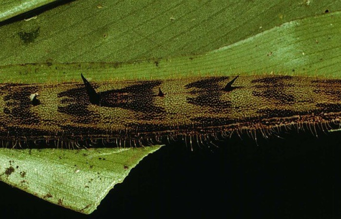 Figura 17. Dorsal entero <i>Caligo dionysos</i>, (Nymphalidae), en la planta <i>Costus laevis/i] (Costaceae). Sector Cacao, Estación Gongora, (elevación 675 metros). Colectada 30 enero 1995. (95-SRNP-4556-DHJ22999.jpg).