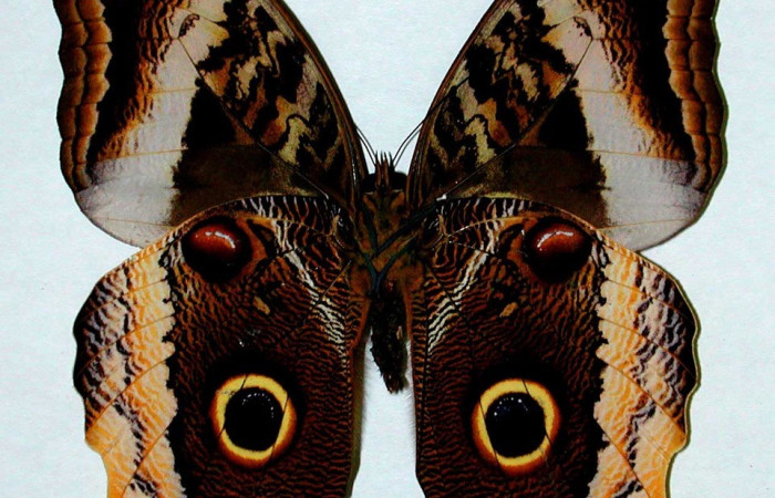 Figura 19. Adulto <i>Caligo dionysos</i> (Nymphalidae), posición vista ventral. (00-SRNP-11405-DHJ35143).