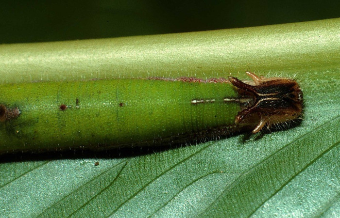 Figura 3. Dorsal thorax <i>Caligo menus</i>, (Nymphalidae), en la planta <i>Calathea macrosepala</i> (Marantaceae). Sector Santa Rosa, Cafetal, (elevación 280 metros). Colectada 28 octubre 2002. (02-SRNP-32260-DHJ71359.jpg).Figura 4. Parte posterior <i>Caligo menus</i>, (Nymphalidae), en la planta <i>Calathea macrosepala</i> (Marantaceae). Sector Santa Rosa, Cafetal, (elevación 280 metros). Colectada 28 octubre 2002. (02-SRNP-32260-DHJ71360.jpg).