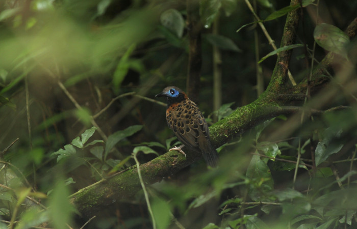 Fig. 1 Hormiguero Ocelado <i>Phaenostictus mcleannani</i> (Thamnophilidae) Meteorológico Sector Del Oro ACG; 07 de Enero 2021. Fotografía. Roster Moraga