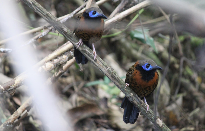 Fig. 2 Hormiguero Ocelado <i>Phaenostictus mcleannani</i> (Thamnophilidae). Tangelo Sector Del Oro ACG; 17 de febrero 2022. Fotografía. Roster Moraga
