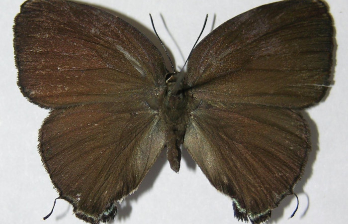  Adulto en posición dorsal de <i>Theritas hemon</i> (Lycaenidae). Sector Pitilla, Leonel. Voucher 09-SRNP-70915-DHJ518406.