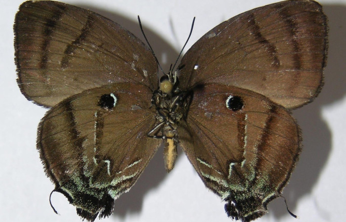  Adulto en posición ventral de <i>Theritas hemon</i> (Lycaenidae). Sector Pitilla, Leonel. Voucher 09-SRNP-70915-DHJ518407.