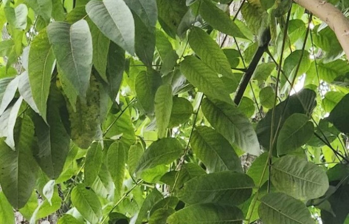  <i>Cedrela odorata</i> (Meliaceae), planta hospedera de Theritas hemon (Lycaenidae). Tomado de PlantNet, Área de Conservación Guanacaste, Costa Rica.