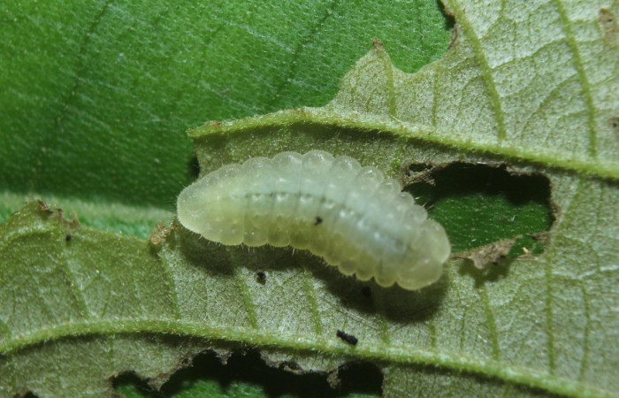  Larva en posición dorsal de <i>Theritas hemon</i> (Lycaenidae). PPU estadio. Sector Pitilla, Medrano.Voucher 14-SRNP-72281-DHJ726712.jpg.