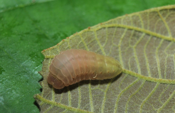  Larva en posición dorsal de <i>Theritas hemon</i> (Lycaenidae). PU estadio. Sector Pitilla, Medrano.Voucher 14-SRNP-72281-DHJ726713.jpg.