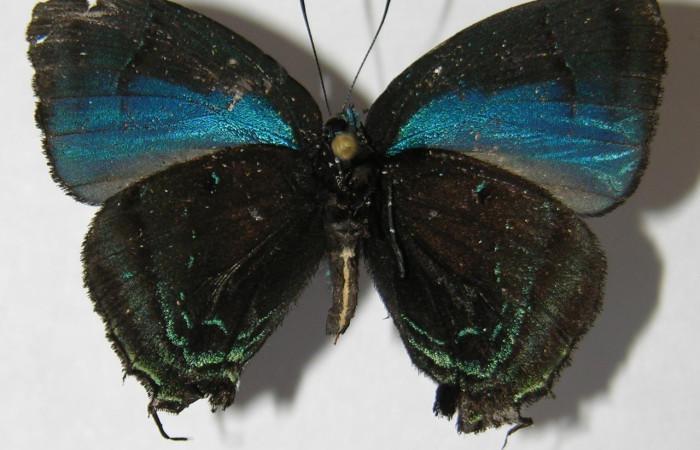  Adulto en posición ventral de <i>Theritas hemon</i> (Lycaenidae). Sector Pitilla, Leonel. Voucher 09-SRNP-70962-DHJ518411.