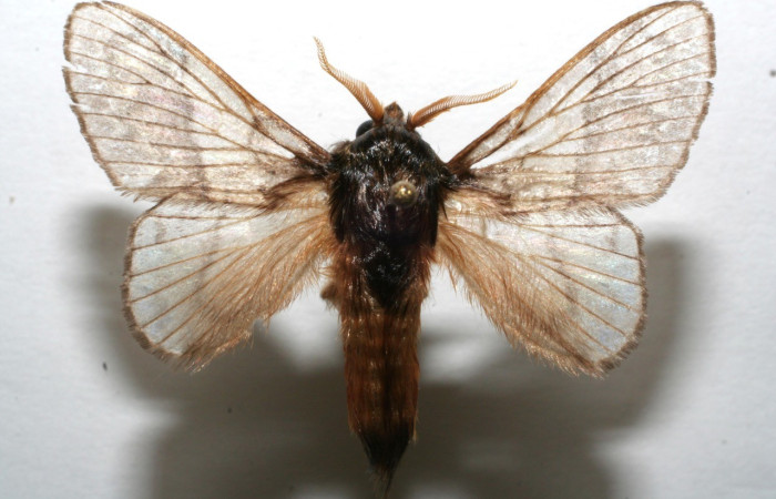 Figura 9. Adulto de <i>Euglyphis fibra</i> (Lasiocampidae). Voucher: 06-SRNP-103179-DHJ603180.jpg.
