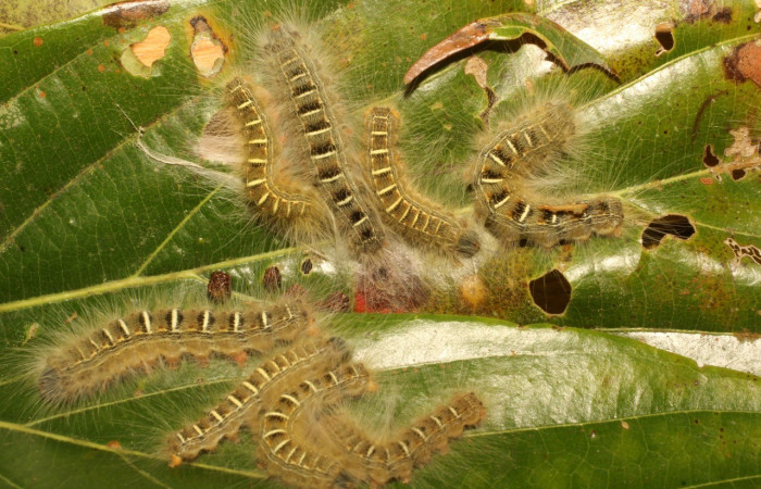 Figura 3. Larva de <i>Euglyphis fibra</i> (Lasiocampidae). Parte dorsal. PU estadio. Voucher: 22-SRNP-65204-DHJ791335.JPG.