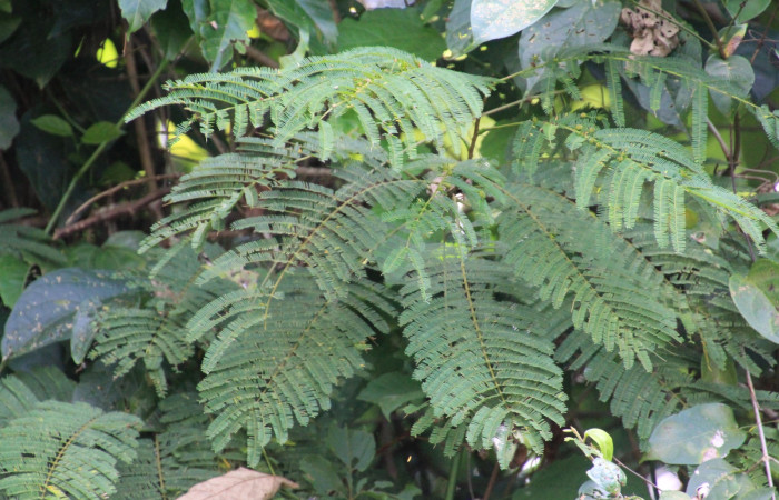 En (Fig. 10) Podemos observar planta <i>Senegalia tenuifolia</i> (Fabaceae) hospedera de larva <i>Automeris zurobara</i> (Saturnidae).