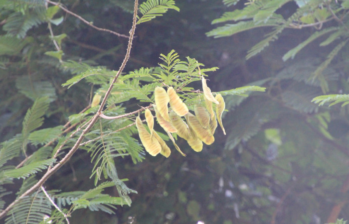 En (Fig. 11) Podemos observar planta <i>Senegalia tenuifolia</i> (Fabaceae) hospedera de larva <i>Automeris zurobara</i> (Saturnidae).