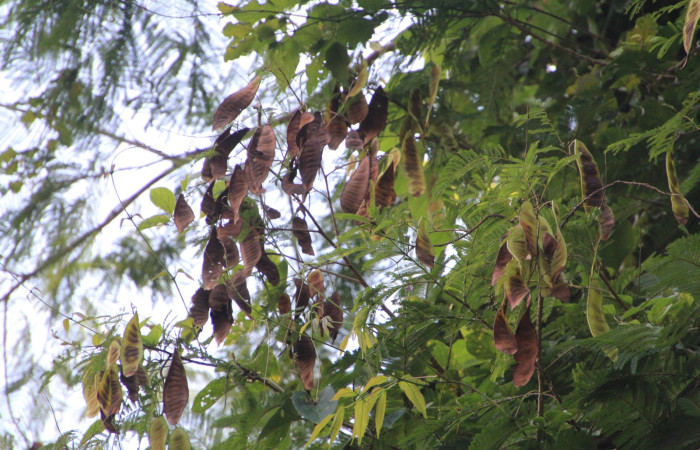 En (Fig. 12) Podemos observar planta <i>Senegalia tenuifolia</i> (Fabaceae) hospedera de larva <i>Automeris zurobara</i> (Saturnidae).