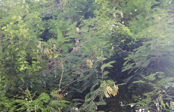 En (Fig. 14) Podemos observar planta <i>Senegalia tenuifolia</i> (Fabaceae) hospedera de larva <i>Automeris zurobara</i> (Saturnidae).
