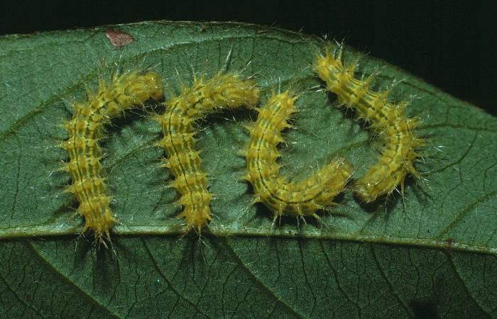 Fig. 3 Larva <i>Automeris zurobara</i> (Saturnidae), vista dorsal. Bosque húmedo, Sector Santa Rosa, 675m. 84-SRNP-648-DHJ7497.jpg