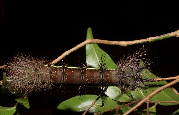 Fig. 6 Larva <i>Automeris banus</i> (Saturnidae), vista dorsal. Bosque Húmedo, Sector Santa Rosa, 675m. 14-SRNP-35472-DHJ803001.jpg