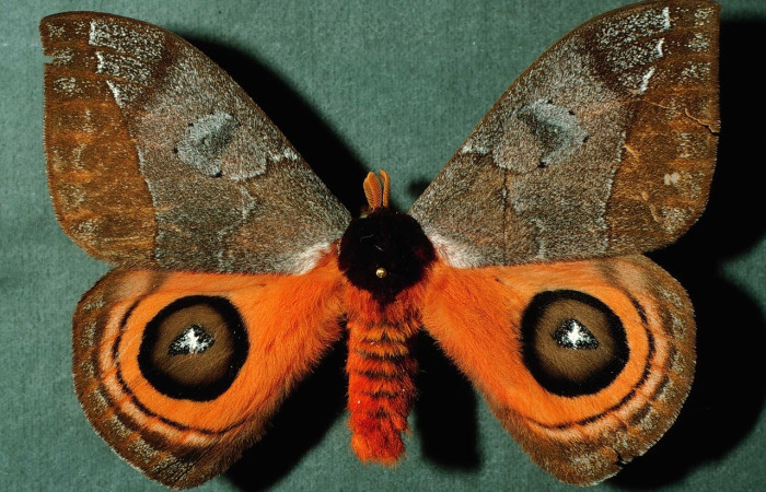 Fig. 7 Adulto <i>Automeris banus</i> (Saturnidae), vista dorsal, macho. INBioCRI002224217