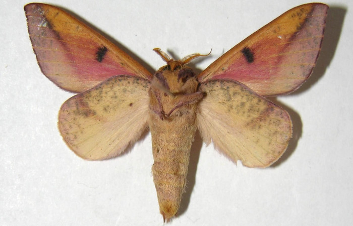 Fg.3. Adulto vista ventral de la hembra <i>Adeloneivaia isara</i> (Saturnidae). Luces Sector Santa Rosa, 300 m. 05-SRNP-64424-DHJ358031. 