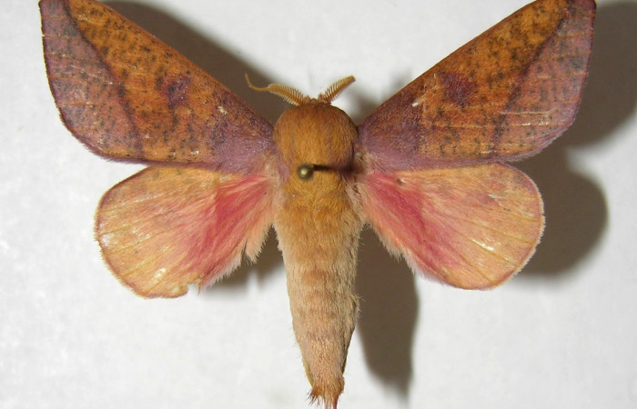 Fg.4. Adulto vista dorsal de la hembra <i>Adeloneivaia isara</i> (Saturnidae). Luces Sector Santa Rosa, 300 m. 05-SRNP-64424-DHJ358030.