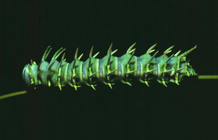 Fg.8. Larva cuarto estadio de <i>Adeloneivaia isara</i>(Saturnidae). Luces Sector Santa Rosa, 300 m. 81-SRNP-110-DHJ1865.