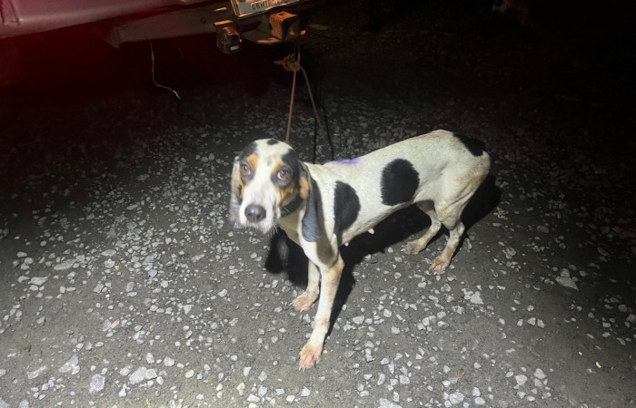Cacería de tepezcuintle <i>Cuniculus paca</i>, setiembre 2025, sector San Cristóbal, foto:  Brigada de Control y Aprovechamiento Forestal (BCAF.PSA) 