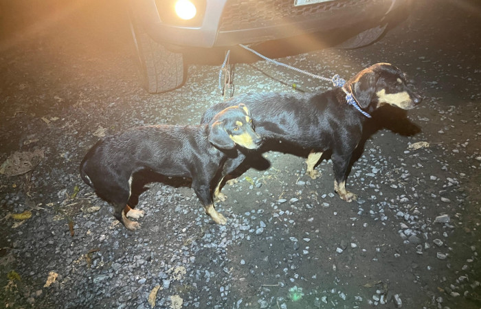 Cacería de tepezcuintle <i>Cuniculus paca</i>, setiembre 2025, sector San Cristóbal, foto:  Brigada de Control y Aprovechamiento Forestal (BCAF.PSA) 
