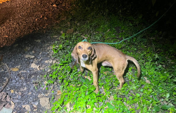 Cacería de tepezcuintle <i>Cuniculus paca</i>, setiembre 2025, sector San Cristóbal, foto:  Brigada de Control y Aprovechamiento Forestal (BCAF.PSA) 
