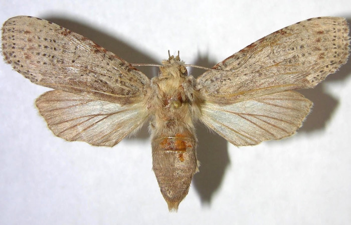 Figura 8. Adulto <i>Nystalea collaris</i> (Notodontidae), posición dorsal. Área de Conservación Guanacaste, Sector Santa Rosa. 00-SRNP-374-DHJ362134.