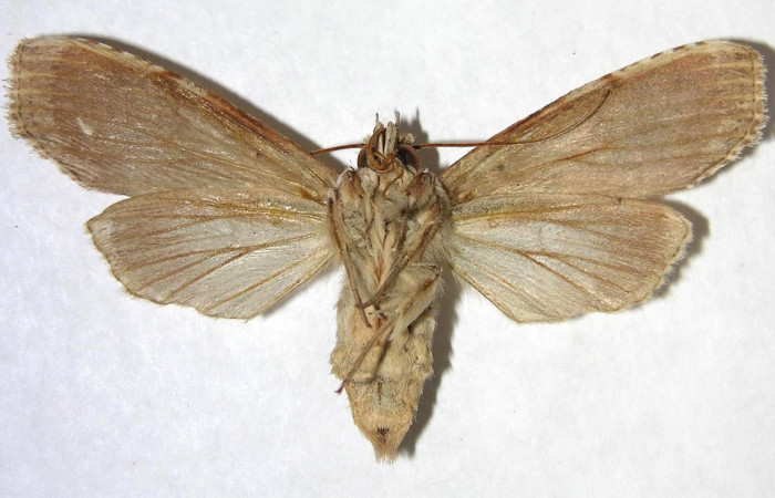 Figura 9. Adulto <i>Nystalea collaris</i> (Notodontidae), posición dorsal. Área de Conservación Guanacaste, Sector Santa Rosa. 00-SRNP-374-DHJ362135.