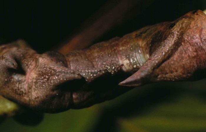 Figura 3. Larva de <i>Nystalea collaris</i> (Notodontidae), en segundo estadío, en la hoja de <i>Psidium guajava</i> (introducido) (13mm), 02/05/2000 vista dorsal. Voucher: 00-SRNP-374-DHJ52604.jpg.
